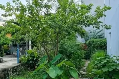 [DD181*] Đất Lô Góc Ô Tô Thông An Phú Đông Q12, Giá 3.x Tỷ