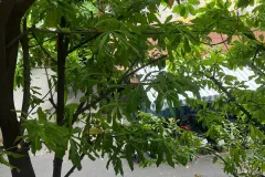 Cần Bán Căn Hộ Chung Cư Lầu 1 Trần Quang Diệu, Quận 3