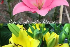 Chậu ly cao không thơm - 7 cây, màu vàng và hồng, Hà Nội