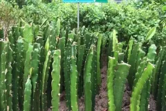 Cung cấp cây giống thanh long ruột đỏ tại Hà Nội