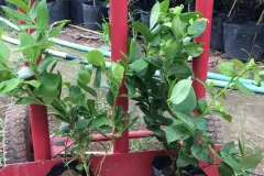 Cung cấp cây giống việt quất chất lượng cao tại Hà Nội