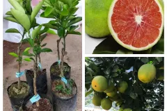Giống cam cara ruột đỏ tại Hà Nội