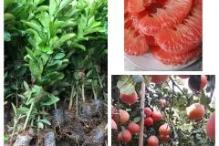 Cung cấp cây giống bưởi Luận Văn tại Hà Nội