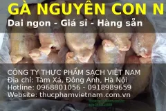 Cung cấp gà nguyên con đông lạnh tại Hà Nội