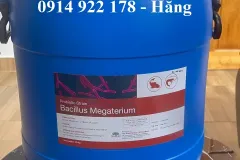 Men Vi Sinh Bacillus Megaterium, Hỗ Trợ Đường Ruột, Giải Pháp Thay Thế Kháng Sin