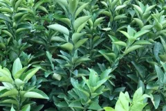 Cây giống cam xoàn chất lượng cao tại Hà Nội