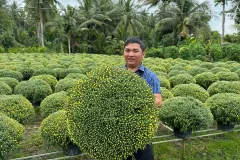 Bán cúc mâm xôi và; hoa Tết tại Hà Nội