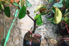 Cung cấp cây giống vú sữa chất lượng cao tại Hà Nội