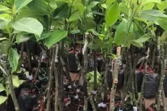 Cung cấp cây giống mít tố nữ tại Hà Nội