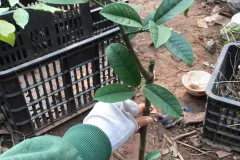 Cây giống Phật Thủ chất lượng cao tại Hà Nội