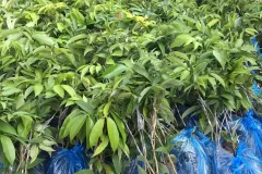 Cung cấp cây giống vải; chất lượng cao tại Hà Nội
