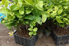 Cây giống hồng giòn chất lượng cao tại Hà Nội