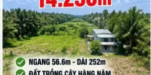 Đất ven đô 14.230m² tại Củ Chi, giá 28 tỷ 14230m2 Tam Tân
