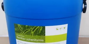 Bacillus Licheniformis cho vật nuôi tại TPHCM